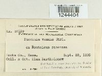 Puccinia vexans image