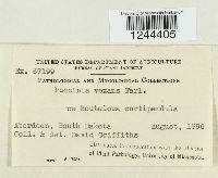 Puccinia vexans image