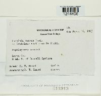 Puccinia vexans image