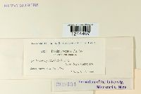 Puccinia vexans image