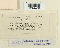 Puccinia vexans image