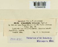 Puccinia vexans image