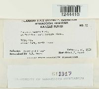 Puccinia vexans image