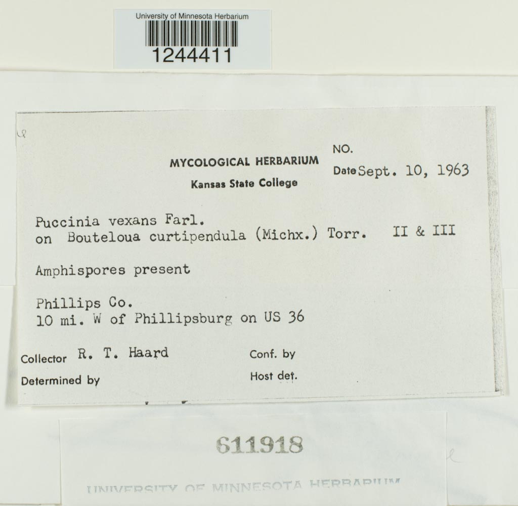 Puccinia vexans image