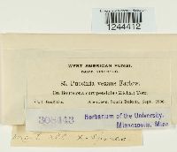 Puccinia vexans image