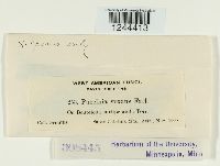 Puccinia vexans image