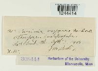 Puccinia vexans image