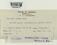 Puccinia vexans image