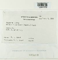 Puccinia vilfae image