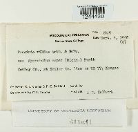 Puccinia vilfae image