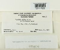 Puccinia vilfae image