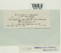 Puccinia vilfae image