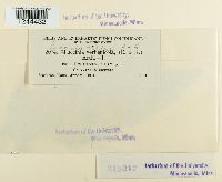 Puccinia vilfae image