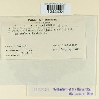 Puccinia vilfae image