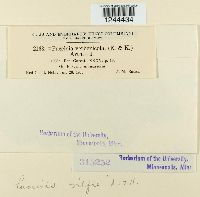 Puccinia vilfae image