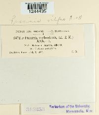 Puccinia vilfae image