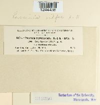 Puccinia vilfae image