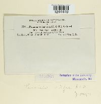 Puccinia vilfae image