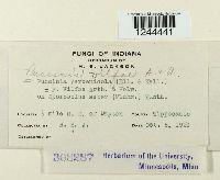 Puccinia vilfae image