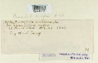 Puccinia vilfae image