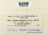 Puccinia vilfae image