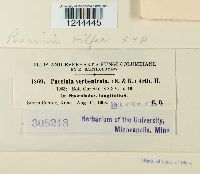 Puccinia vilfae image