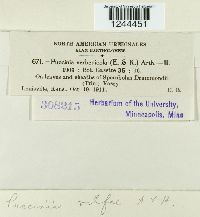 Puccinia vilfae image