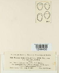 Puccinia vilfae image