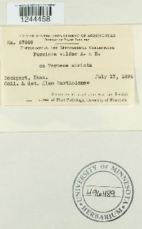 Puccinia vilfae image