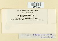 Puccinia violae image