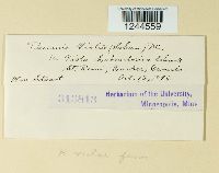 Puccinia violae image