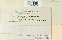 Puccinia violae image