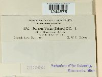 Puccinia violae image