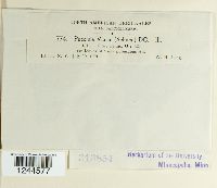 Puccinia violae image