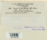 Puccinia violae image