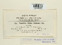 Puccinia violae image