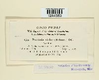 Puccinia violae image