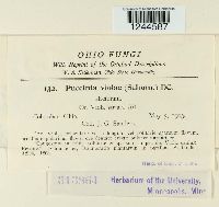 Puccinia violae image