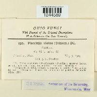 Puccinia violae image