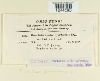 Puccinia violae image