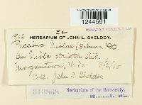 Puccinia violae image