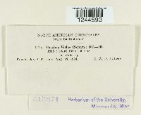 Puccinia violae image