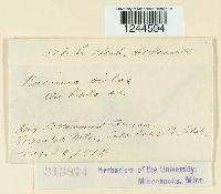 Puccinia violae image