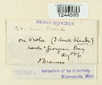 Puccinia violae image