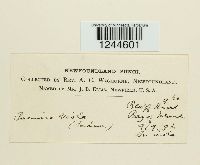 Puccinia violae image