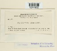 Puccinia violae image