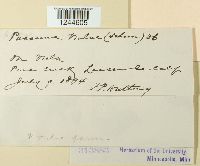 Puccinia violae image