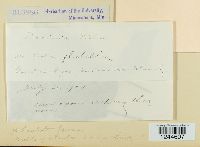 Puccinia violae image