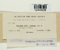 Puccinia violae image