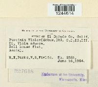 Puccinia violae image